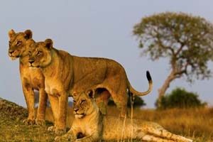 Safari - Löwen im Arusha Nationalpark
