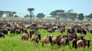 Tansania: The Great Migration in der Serengeti