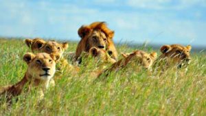 Safari: Löwenfamilie 