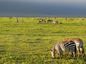 Tierherde im Ngorongoro-Krater