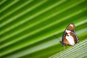 Sehenswürdigkeit auf Sansibar: Schmetterlingsmuseum