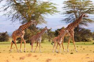Giraffen sind die höchsten Säuger der Erde