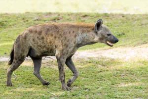 Hyänen sind wichtige Tiere für Afrika