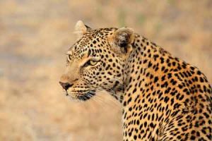 Leopard - Raubkatze in Afrika