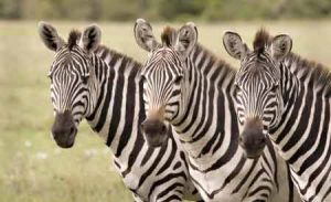 Zebras sind Herdentiere in Afrika