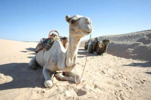 Kamelritt in Tunesien