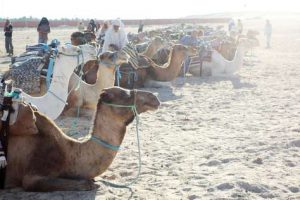 Wüstenausflug in die Oase Douz in Tunesien