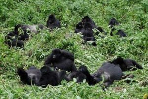 Familie von Berggorillas in Uganda
