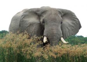 Uganda: Ein Elefant stößt durch das Grün
