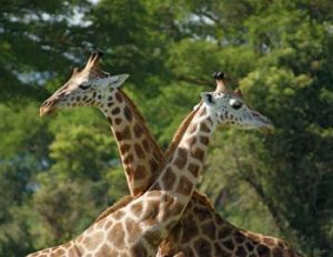 Die seltene Rothschild-Giraffe heißt auch Uganda-Giraffe
