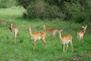 Die Uganda-Kob ist eine der heimischen Antilopenarten