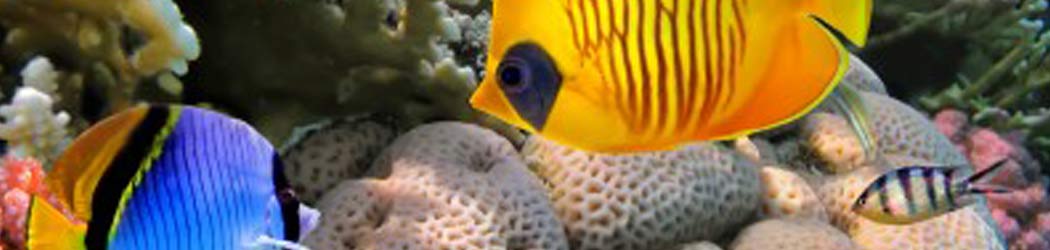 Ras-Mohammed-Nationalpark