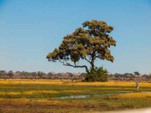 Baum im Nxai Pan Nationalpark