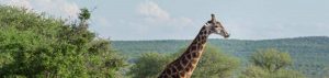 Mokolodi Natur Reserve Botswana