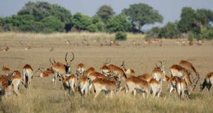 Safari im Moremi Nationalpark