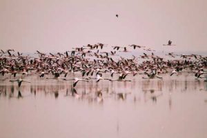 Vogelbeobachtung im Nata Bird Sanctuary