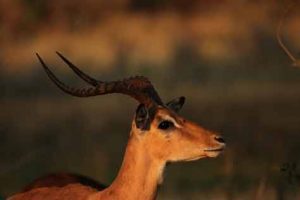 Antillope im Okavango-Delta