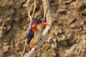 Motiv bei einer Vogel-Safari - der Malachiteisvogel