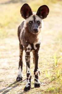 Typischer Wildhund im Nationalpark