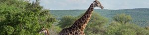 Kgalagadi-Transfrontier-Nationalpark mit Giraffen