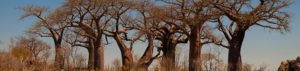 Safari im Makgadikgadi-Pans-Nationalpark