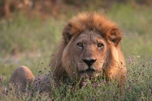 Im Nxai-Pan-Nationalpark gibt es Löwen