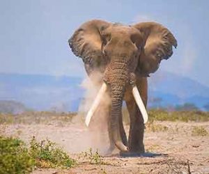 Elefant im Amboseli Nationalpark in Kenia