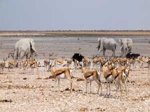 Elefanten und Antilopen an einem Wasserloch im Etosha Nationalpark