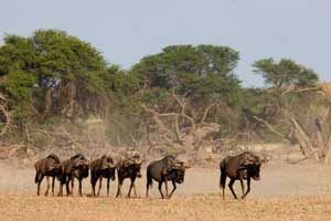 Gnus in der Kalahari