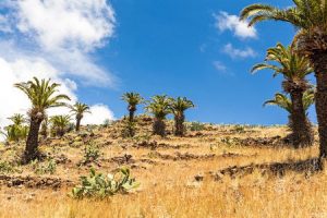 Kanarische Pflanzen auf La Gomera