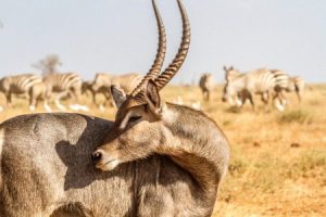 Safari im Amboseli Nationalpark in Kenia