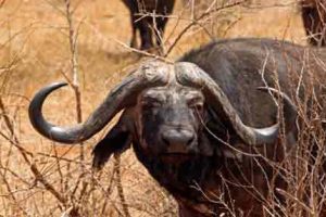 Der Büffel gehört zu den Big Five und ist im Tsavo zu Hause