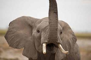 Auch ein Elefant gehört zu den Foto-Motiven im Aberdare Nationalpark in Kenia