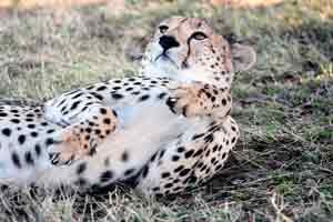 Ein Gepard im Lake Bogoria Nationalpark in Kenia