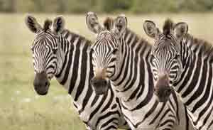 Zeras im Masai Mara Schutzgebiet in Kenia