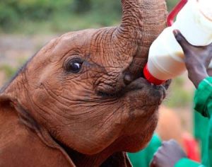 Elephant Orphanage in Nairobi