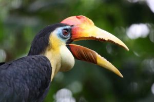 Heimisch im Kakamega Forest: der Nashornvogel