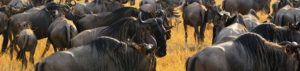 Kenia: viele Nationalparks warten