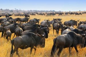 Kenia: Gnus im Nationalpark