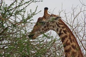 Kenia Reisetipps für sichere Safari