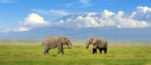 Kenia: Auf Safari sicher wilde Tiere beobachten