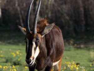 Rappenantilope, Vetter der Pferdeantilope