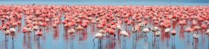 Safari im Lake Nakuru Nationalpark in Kenia