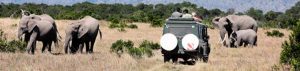 Safari in Kenia