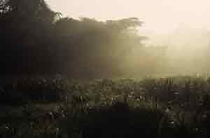 Der Saiwa Swamp Nationalpark in Kenia ist eine Sumpflandschaft
