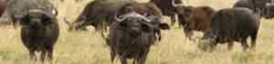Büffel in den Shimba Hills