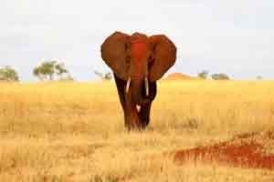 Der rote Elefant im Tsavo Nationalpark in Kenia