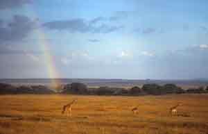 Wetter und Regenbogen in Kenias Savanne