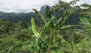 Typischer Regenwald in Afrika