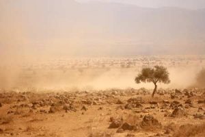 Trockensavanne: Bei Fahrten und Wind wird es staubig